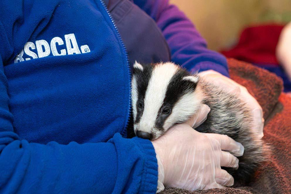 RSPCA worker comforts badger