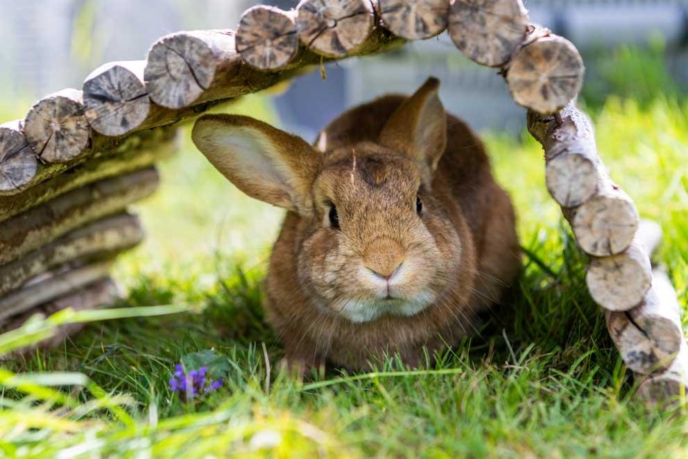 A rabbit sheltering from the sun on a warm summers day.