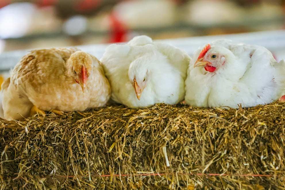 Broiler chickens sitting in a line on top of hay.