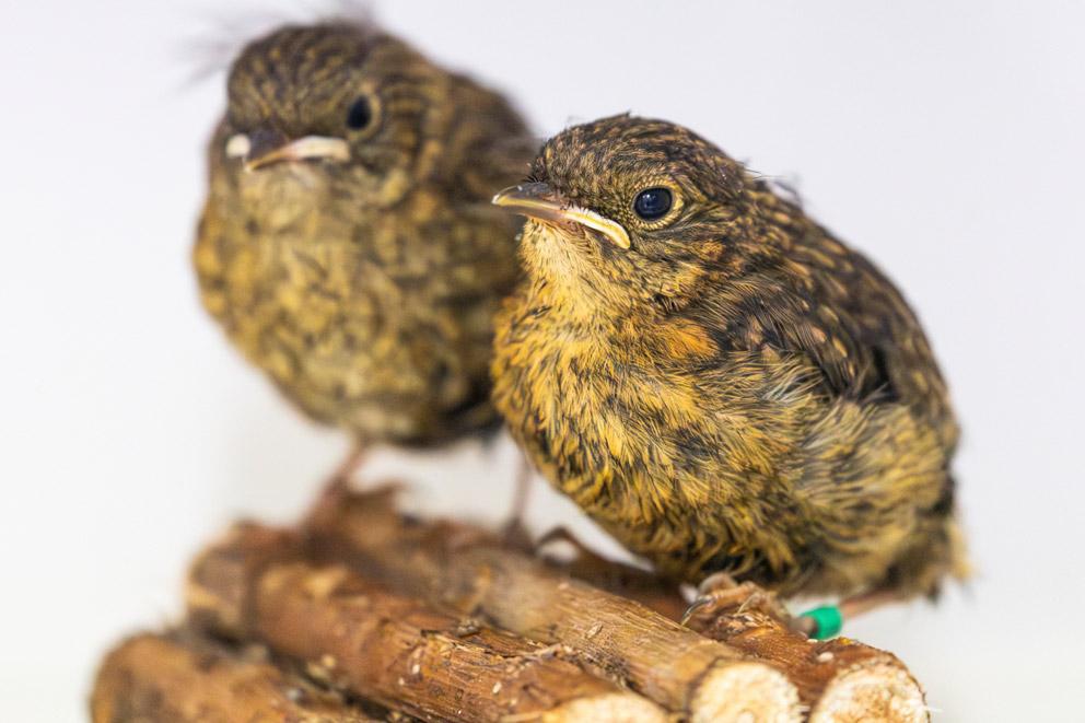 A pair of robin fledglings perched on a bird stand at  West Hatch Animal Centre.