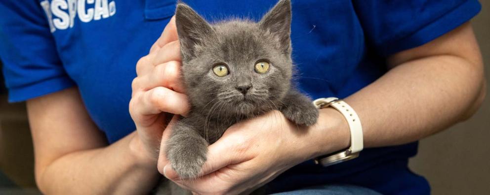 A kitten being stroked by an RSPCA animal care assistant.