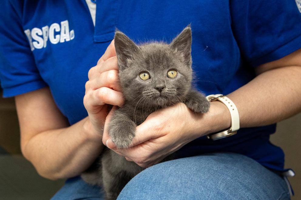 A grey kitten named Cannoli at RSPCA West Hatch Animal Centre with Internal Communications & Engagement Manager Pamela Whiteside.