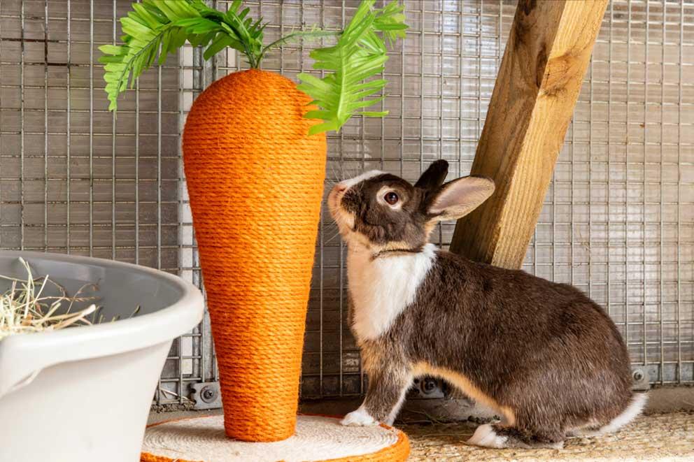 Rescue rabbit investigating a carrot shaped scratching post.