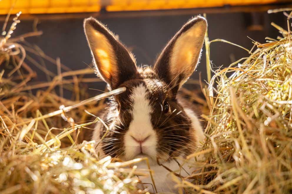 Rabbit keeping cosy on a bed of hay.