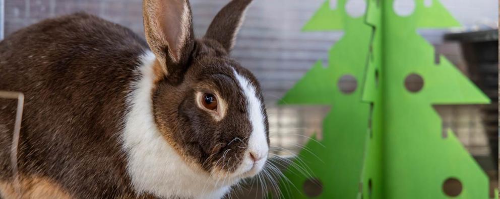 Rabbit with a wooden xmas tree decoration inside their enclosure.