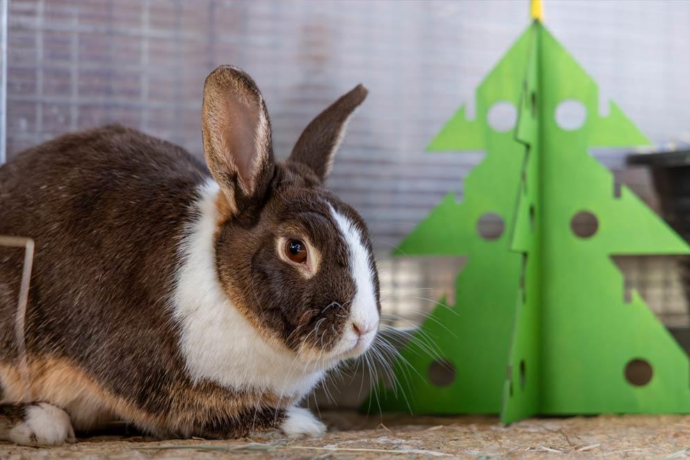 Rabbit with a wooden xmas tree decoration inside their enclosure.