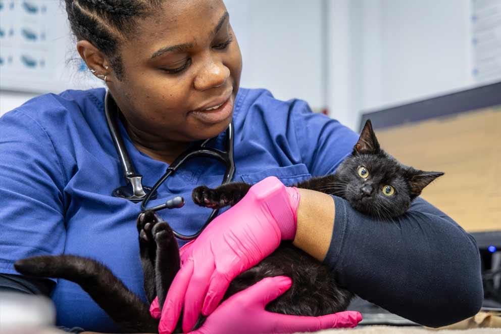 A young female black cat being checked by a vet.