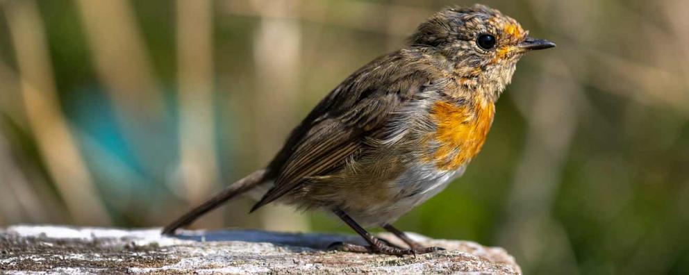 A juvenile robin perched in a garden.