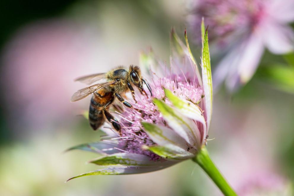 A honey bee landing on a flower to pollinate it