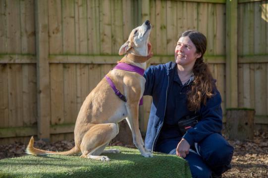 Millie the rescue dog being stroked on the neck by Emma the Animal Behaviour Specialist.