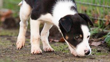 Puppy yoga investigation unearths reality behind popular craze