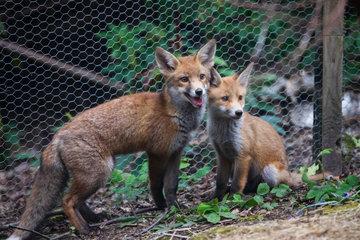 A fox and its cub standing in fornt of a chicken wire fence