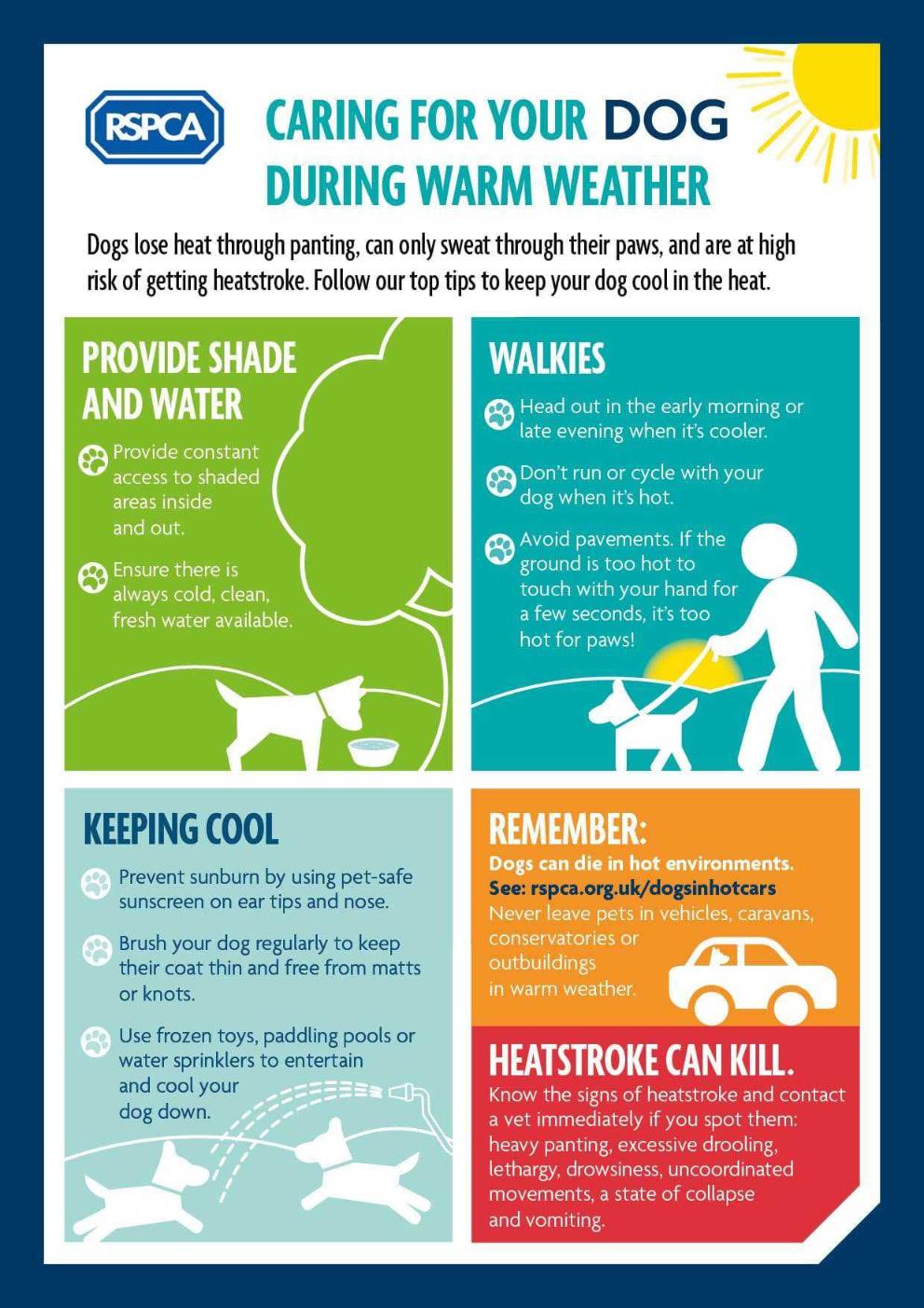 Keeping Your Dog Safe in Summer RSPCA RSPCA rspca