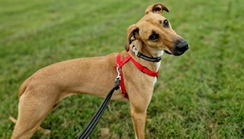 Rspca dog hot sale adoption