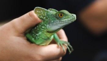 Rspca 2024 leopard gecko