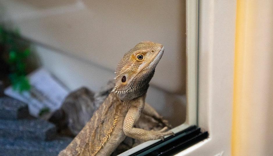 bearded dragon in a vivarium