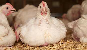 broiler chickens grown for speed not health