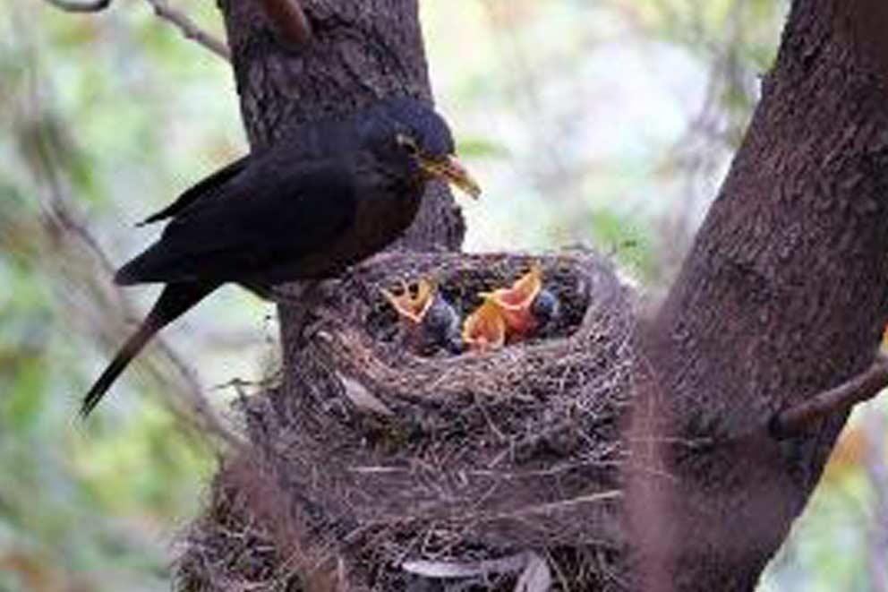 Black bird feeding baby birds in a nest