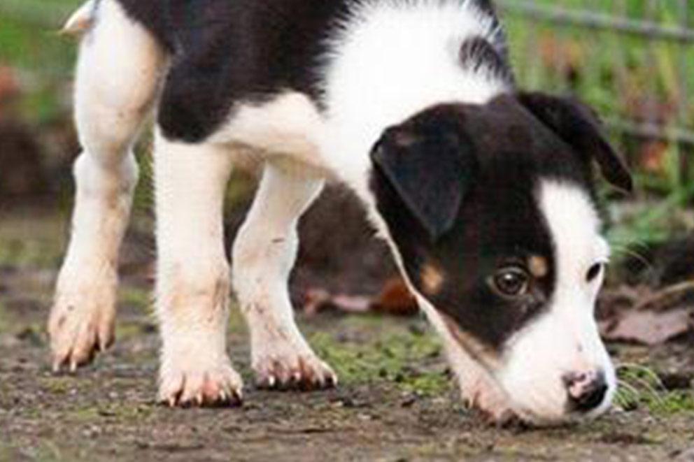 Border collie puppy walking around sniffing the ground