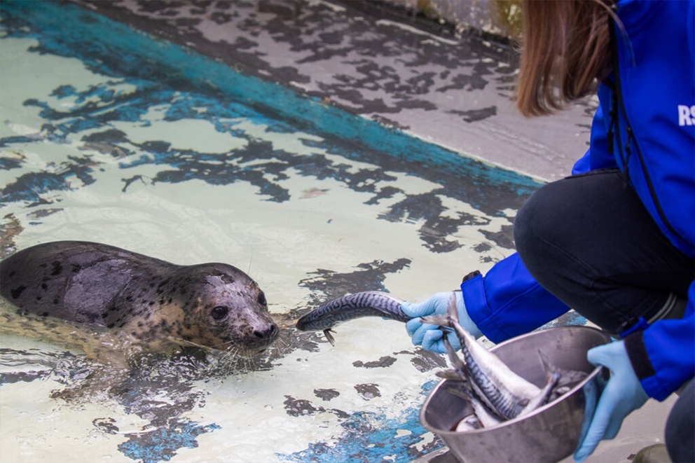 Your support helps the RSPCA to rehabilitate rescued animals like this  seal
