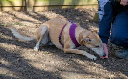 Millie the rescue dog eating a treat from a woman's hand.