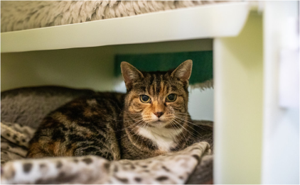 Close-up of an RSPCA rescue cat sitting down on a blanket.