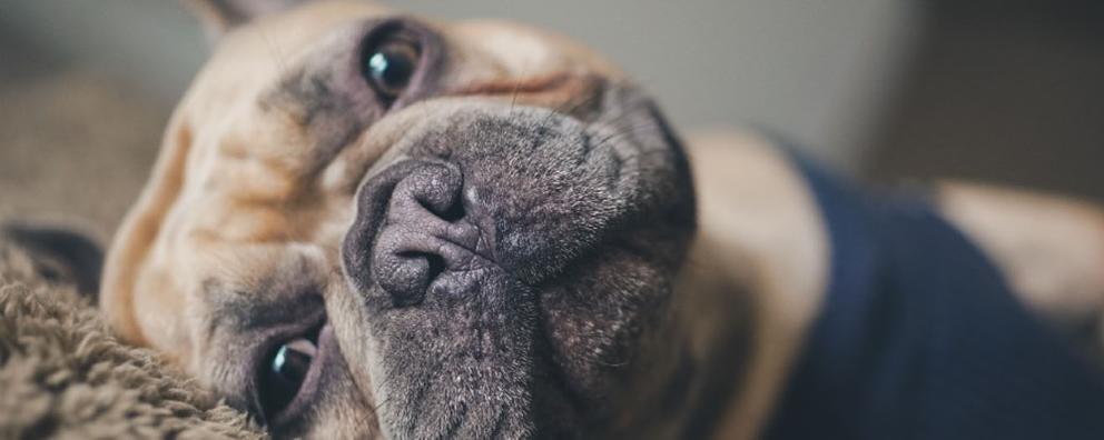 French bulldog laying on side looking at the camera