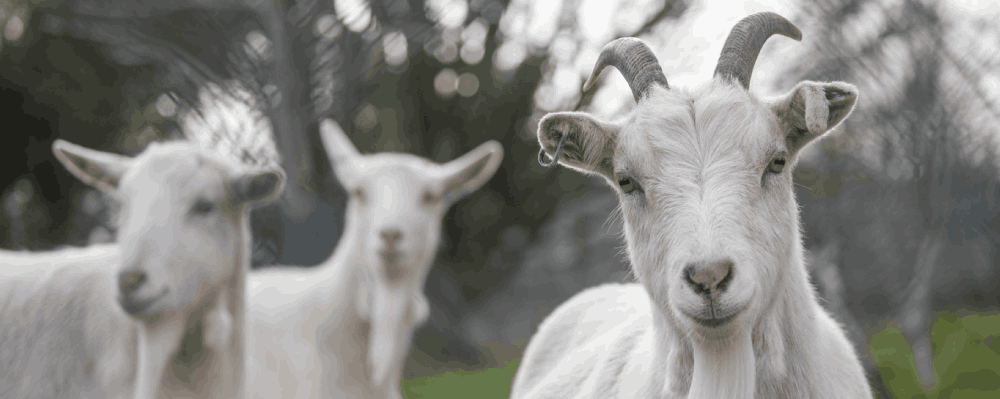 A white goat looking straight into the camera