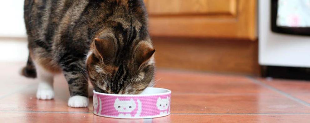 Cat eats from dinner bowl