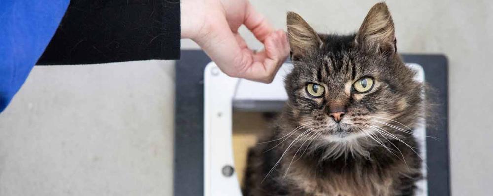 Cat with ear being scratched by animal centre staff