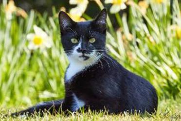 black cat laying outside in the grass amongst the daffodils