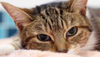 cat laying in front of camera