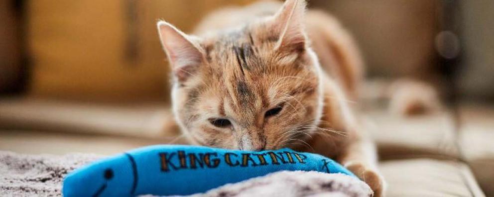 Cat laying down playing with cat toy