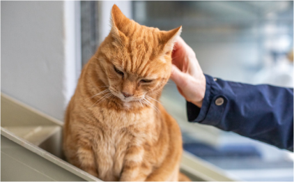 A ginger cat enjoying being stroked by the ear.