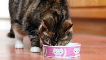 Cat eating from a food bowl