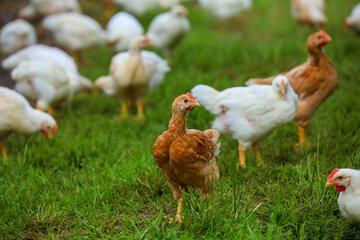 A collection of chickens standing on grass