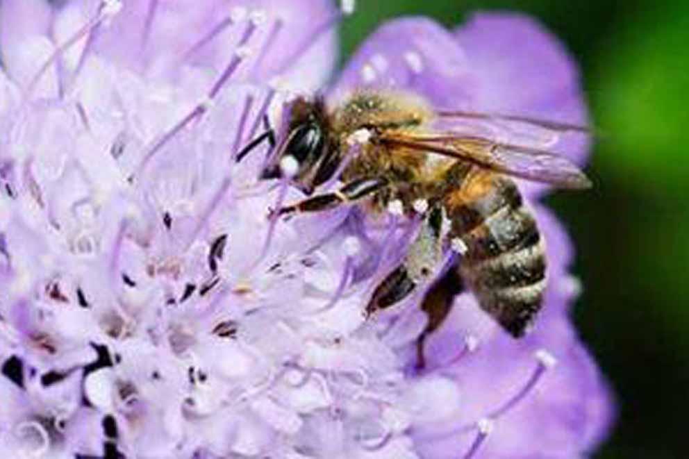 Close-up of a bee feeding on nectar from a c