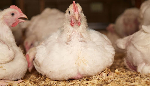 A group of chickens sitting in a chicken coop.