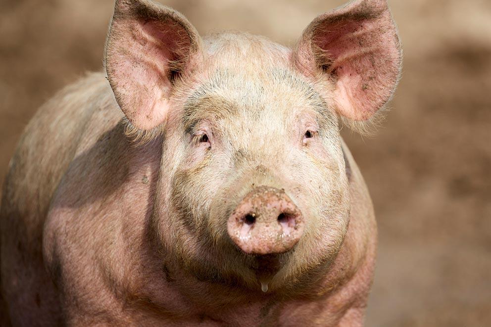 Large pig standing with mud markings