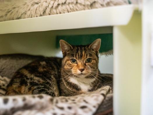 An RSPCA rescue cat lying down.