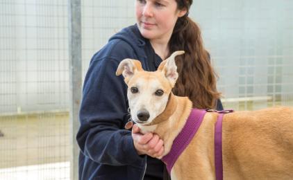 Milie the rescue dog is building trust with an RSPCA animal care assistant inside one of our animal centres.