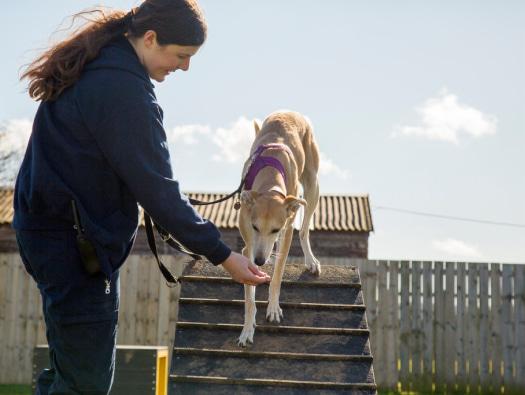 Millie the rescue dog enjoying exercise outdoors with an animal care assistant.