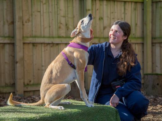 Millie the rescue dog being stroked on the neck by an RSPCA animal care assistant.