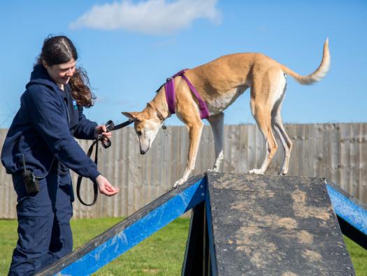 RSPCA Animal Care Assistant spending time with rescued dog Millie outdoors.