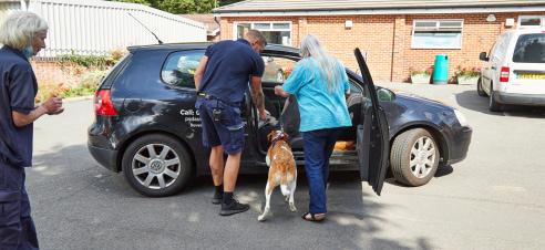 Helping a dog get used to travelling in a car.