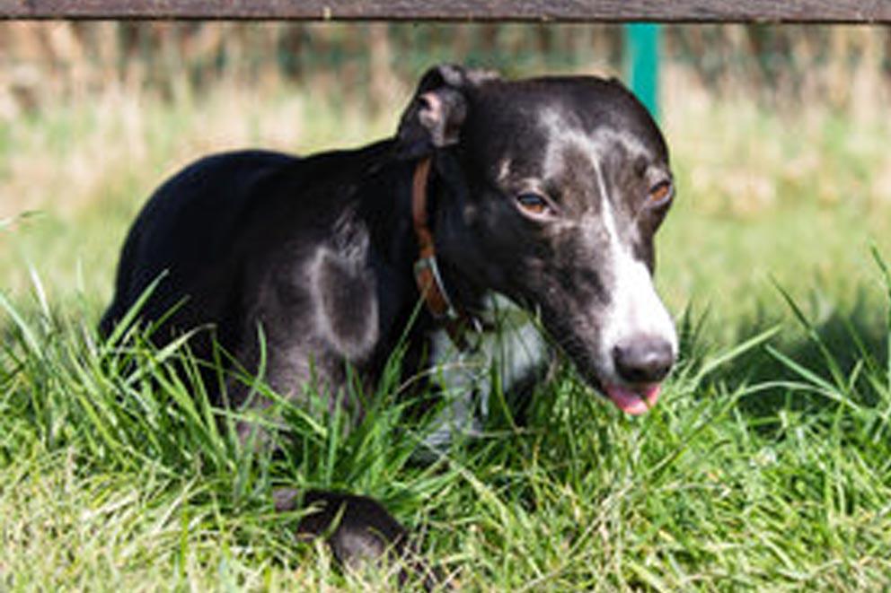 Crossbreed lurcher style dog lying in the grass on a sunny day.