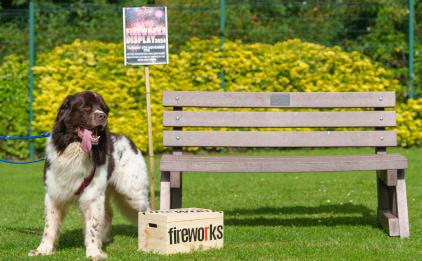 dog stood next to a box of fireworks and a bench