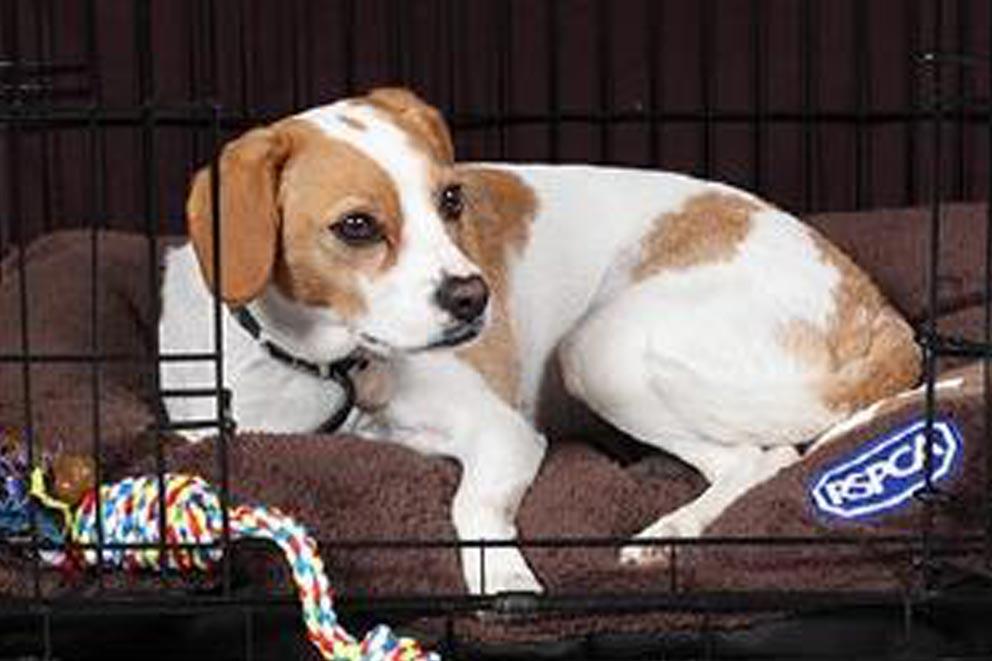 Dog lying inside a dog crate on a cushion.