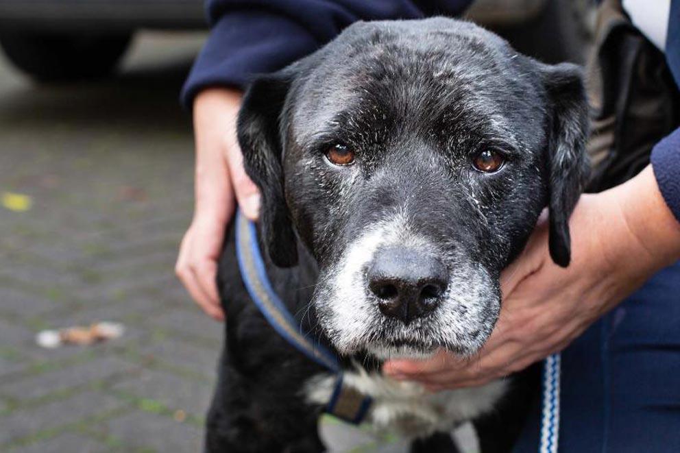 An RSPCA inspector's hands stroking a dog.