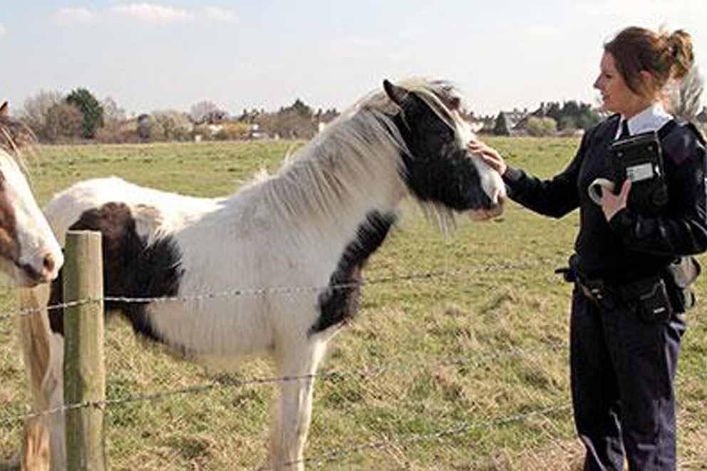 An RSPCA inspector stroking a horse in a field.